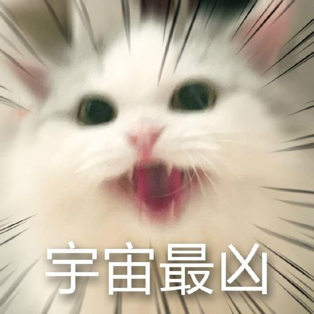 布偶猫：满眼星光，为你而亮