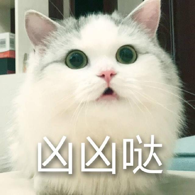 布偶猫：满眼星光，为你而亮