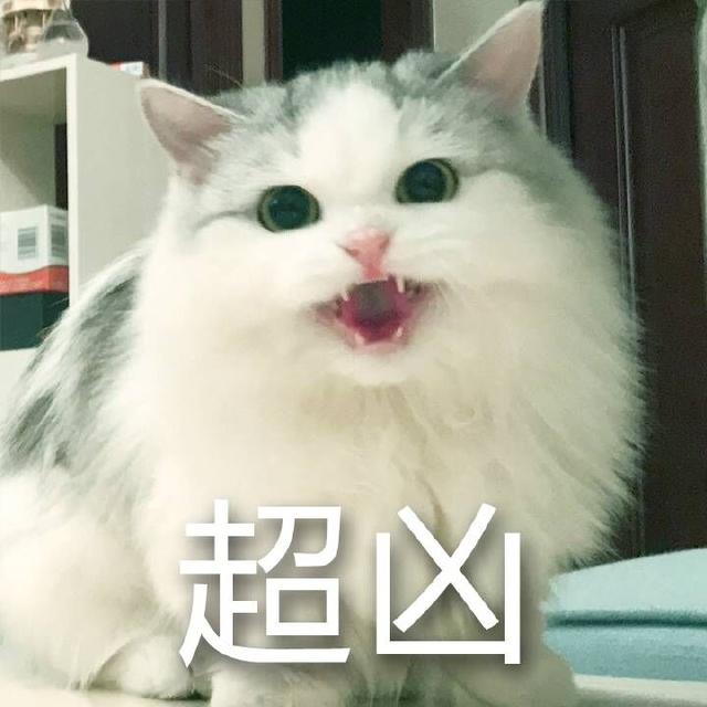 布偶猫：满眼星光，为你而亮